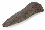 Fossil Triceratops Brow Horn - Montana #301773-4